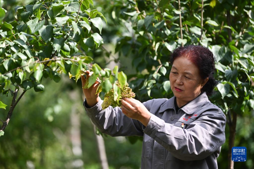 在青海省西宁市林业科学研究所的培育基地内,张锦梅在查看丁香生长情况(9月14日摄)。